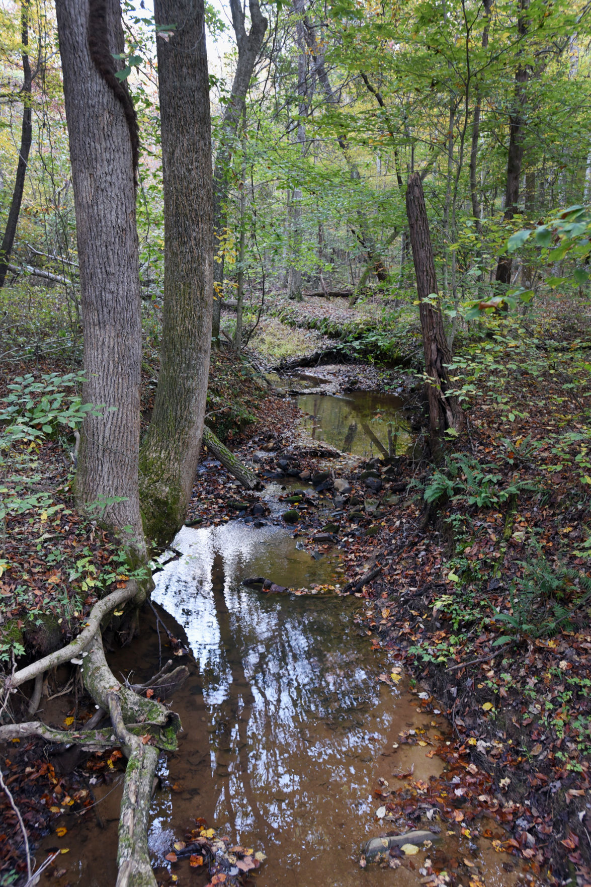 Knight Brown Nature Preserve